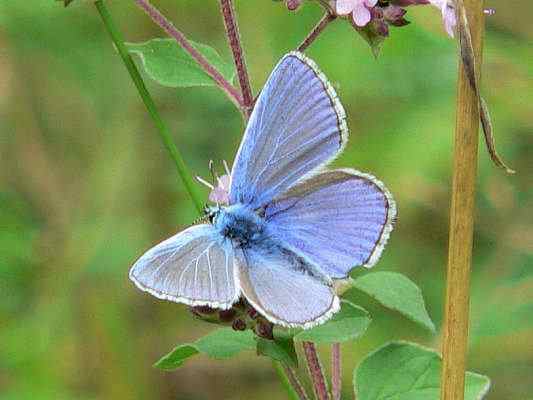 Schmetterling Himmelblauer Bläuling in Kipfenberg im Naturpark Altmühltal