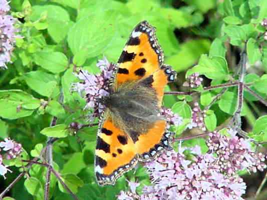 Schmetterling Kleiner Fuchs bei Kipfenberg im Naturpark Altmühltal