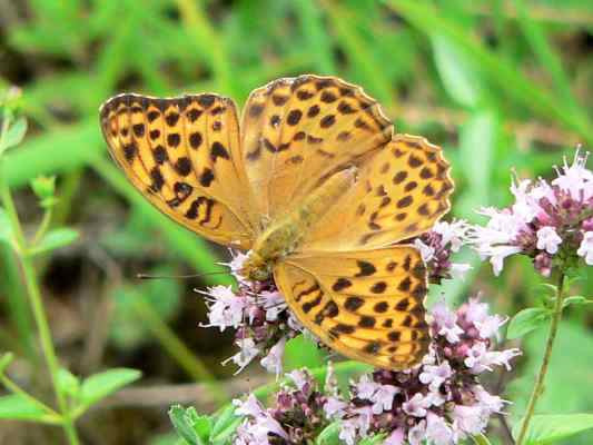 Schmetterling Perlmutterfalter in Kipfenberg im Naturpark Altmühltal