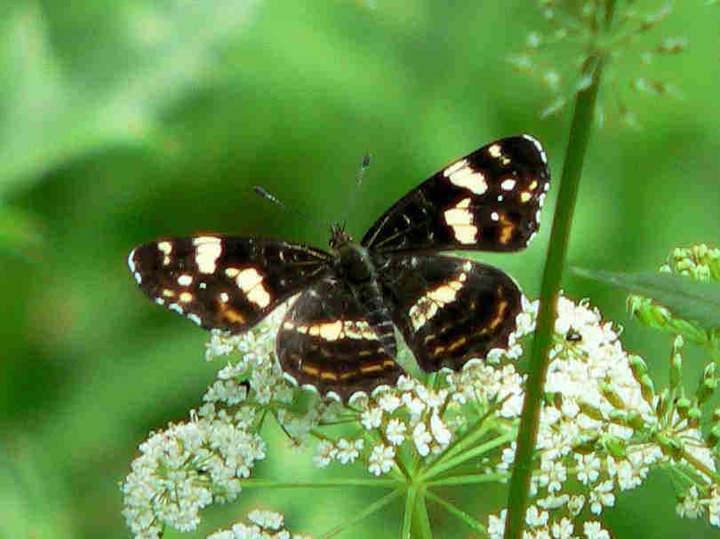 Schmetterling Landkärtchen in Kipfenberg im Naturpark Altmühltal