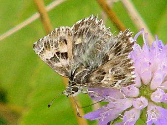 Schmetterling Malven-Dickkopffalter bei Kipfenberg im Naturpark Altmühltal