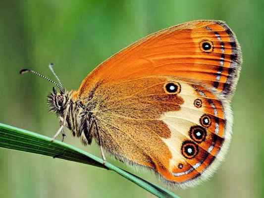 Schmetterling Perlgrasfalter am Wanderweg bei Kipfenberg im Altmühltal