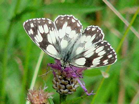 Schmetterling Schachbrett in Kipfenberg im Altmühltal