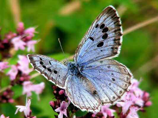 Schmetterling Ameisen-Bläuling in Kipfenberg im Naturpark Altmühltal