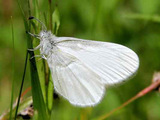 Schmetterling Senfweißling in Kipfenberg im Naturpark Altmühltal