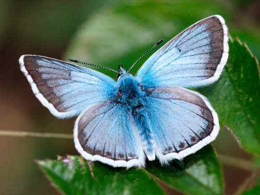 Schmetterling Silbergrüner Bläuling bei Kipfenberg im Altmühltal