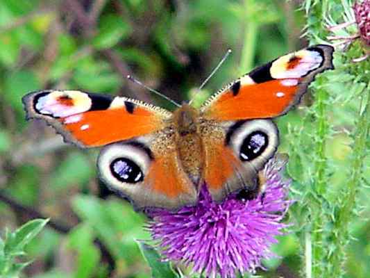 Schmetterling Tagpfauenauge bei Kipfenberg im Naturpark Altmühltal