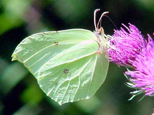 Schmetterling Zitronenfalter in Kipfenberg im Naturpark Altmühltal