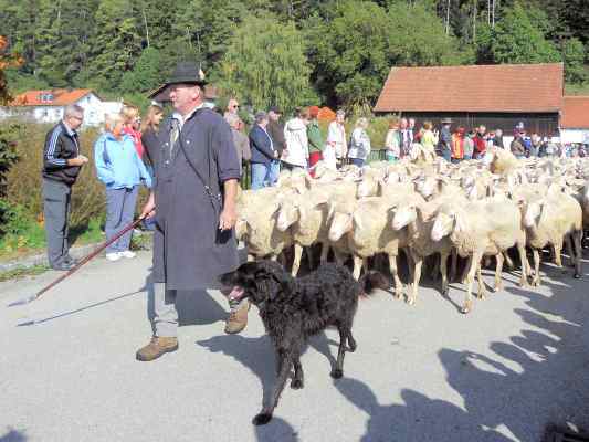 Altmühltaler-Lamm-Abtrieb bei Kipfenberg im Altmühltal