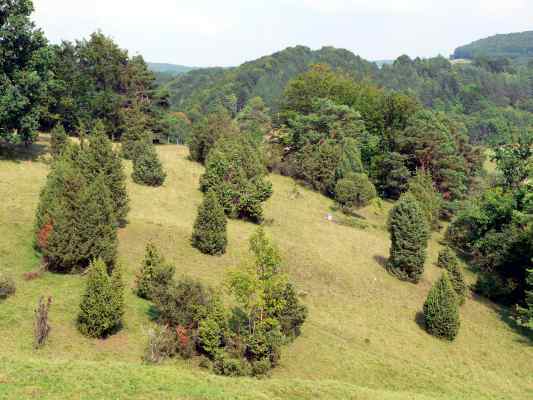 Trockenrasen bei Mörnsheim im Altmühltal