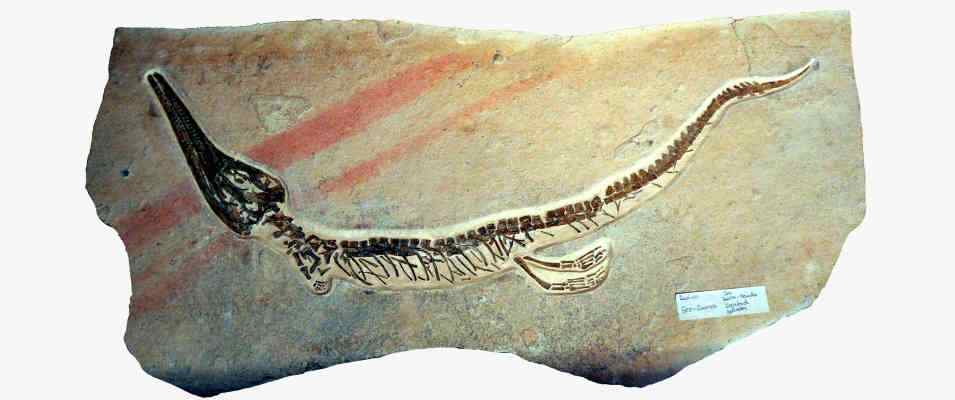 Fossil