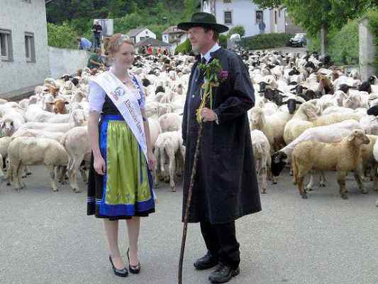 Lammauftrieb in Mörnsheim im Altmühltal