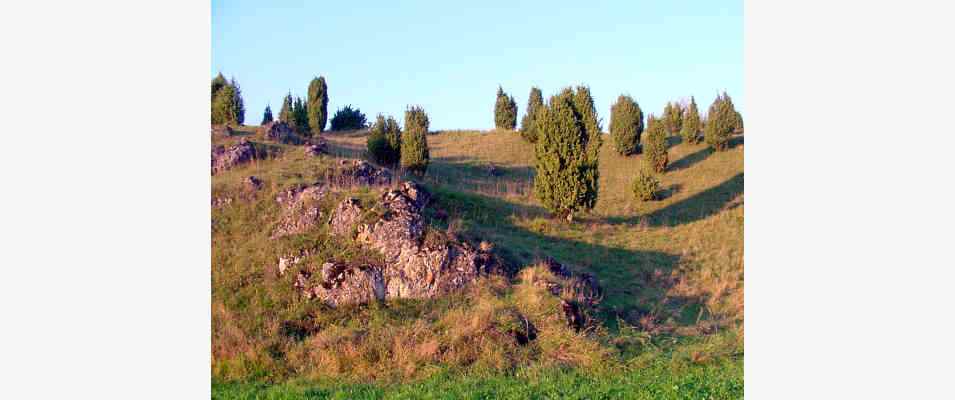 Wacholderheide in Kasing