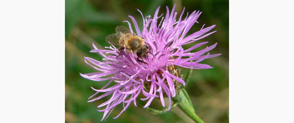 Bienenlehrpfad in Riedenburg im Altmühltal