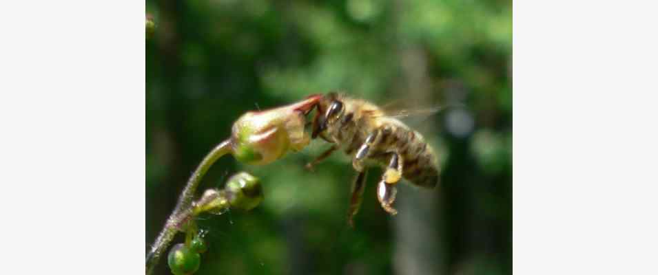 Biene im Flug