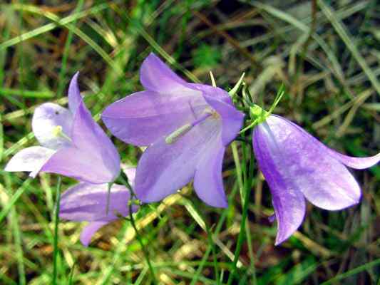 Glockenblume am Rundwanderweg in Riedenburg