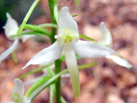 Waldhyazinthe in Riedenburg im Altmühltal