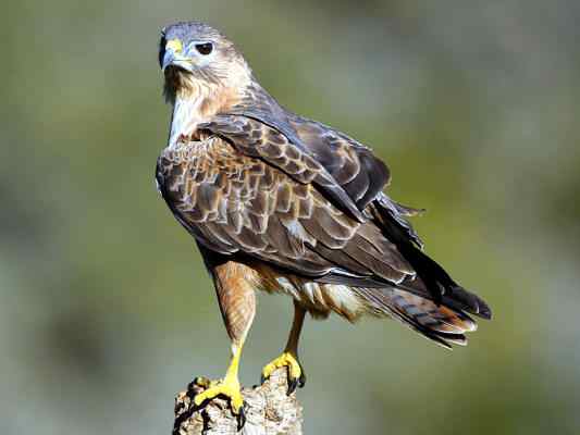 Adlerbussard in Riedenburg im Altmühltal