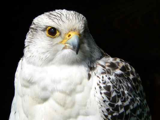 Gerfalke in Riedenburg im Altmühltal