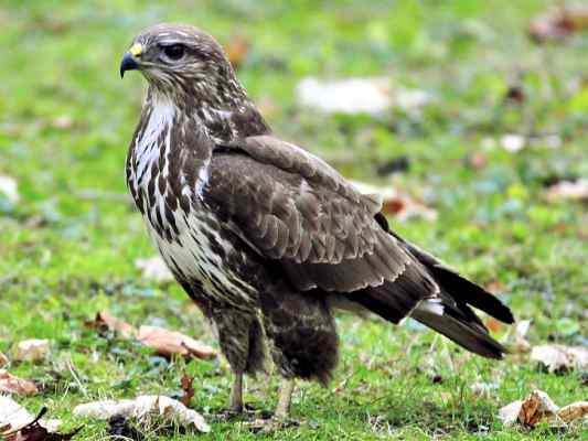 Mäusebussard in Riedenburg im Altmühltal