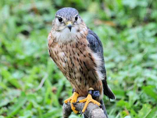 Merlin in Riedenburg im Altmühltal