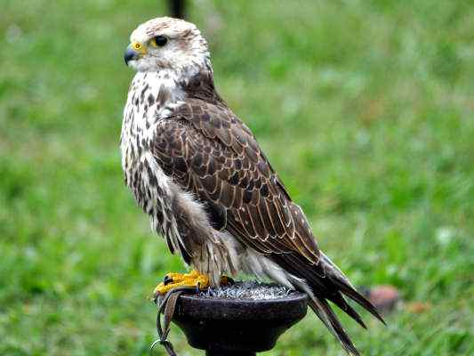 Sakerfalke in Riedenburg im Altmühltal