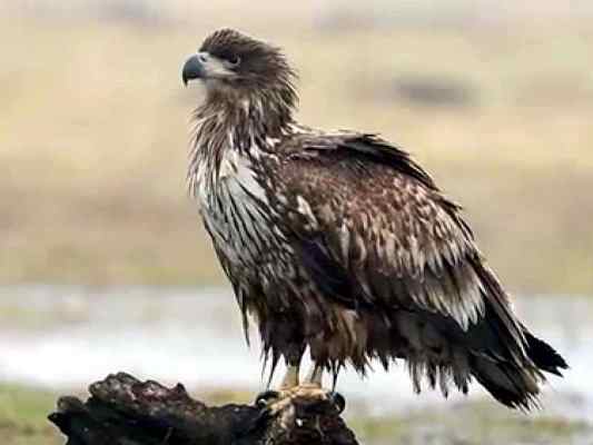 Seeadler in Riedenburg im Altmühltal