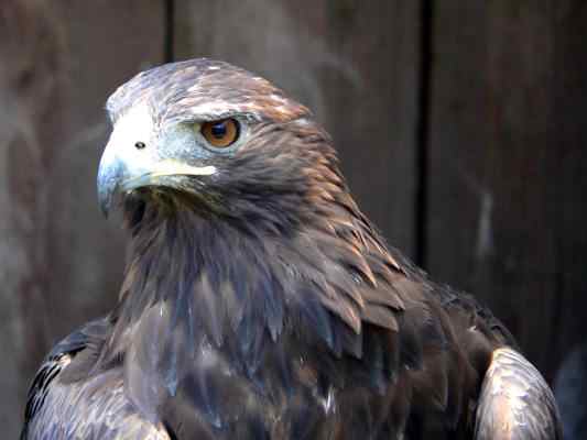 Steinadler in Riedenburg im Altmühltal