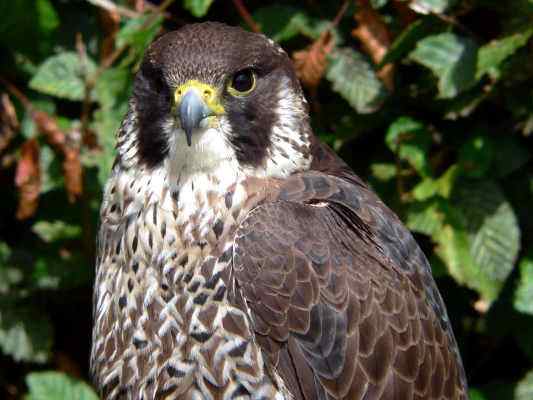 Wanderfalke in Riedenburg im Altmühltal