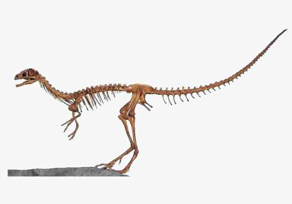 Compsognathus im Hofmarkmuseum bei Riedenburg im Altmühltal