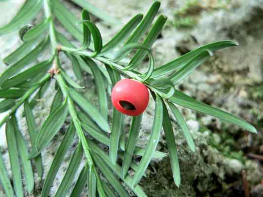 Eibe im Naturwaldreservat Klamm in Riedenburg im Altmühltal