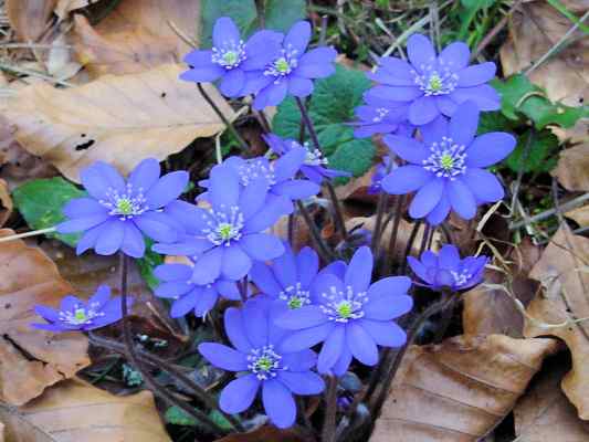 Leberblümchen im Naturwaldreservat Klamm in Riedenburg im Altmühltal