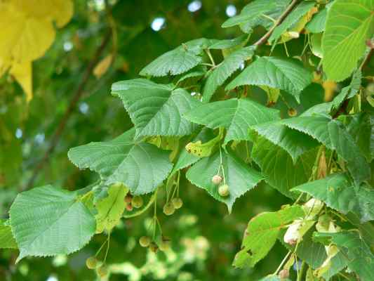 Linden im Naturwaldreservat Klamm in Riedenburg im Altmühltal