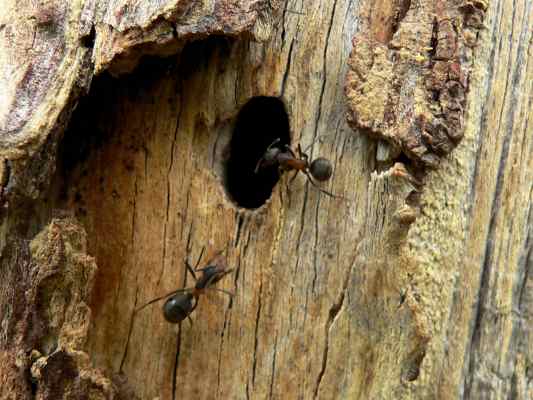 Ameisen im Naturwaldreservat Klamm in Riedenburg im Altmühltal