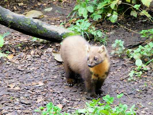 Kleinsäuger im Naturwaldreservat Klamm in Riedenburg im Altmühltal