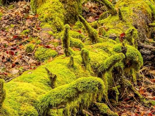 Flechten im Naturwaldreservat Klamm in Riedenburg im Altmühltal