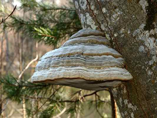 Pilze im Naturwaldreservat Klamm in Riedenburg im Altmühltal