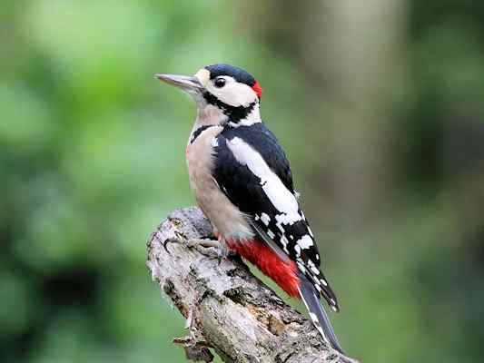 Vögel im Naturwaldreservat Klamm in Riedenburg im Altmühltal