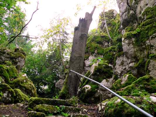 Totholz im Naturwaldreservat Klamm in Riedenburg im Altmühltal