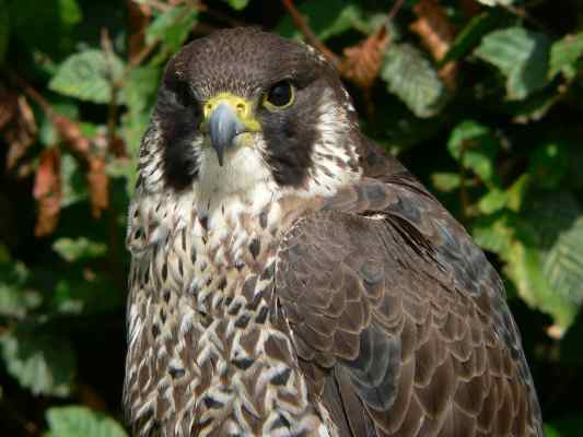 Wanderfalke im Naturwaldreservat Klamm in Riedenburg im Altmühltal