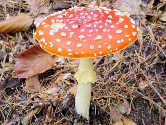 Fliegenpilz am Pilz-Lehrpfad bei Riedenburg im Altmühltal