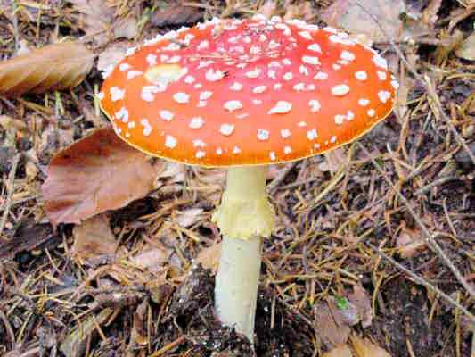 Fliegenpilz am Pilz-Lehrpfad bei Riedenburg im Altmühltal