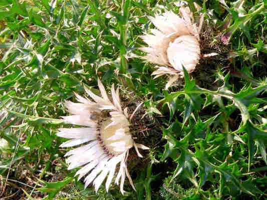 Silberdistel bei Riedenburg im Altmühltal