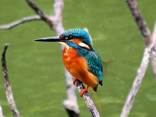 Eisvogel bei Riedenburg im Altmuehltal