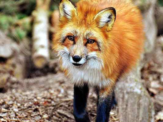 Fuchs bei Riedenburg im Altmühltal