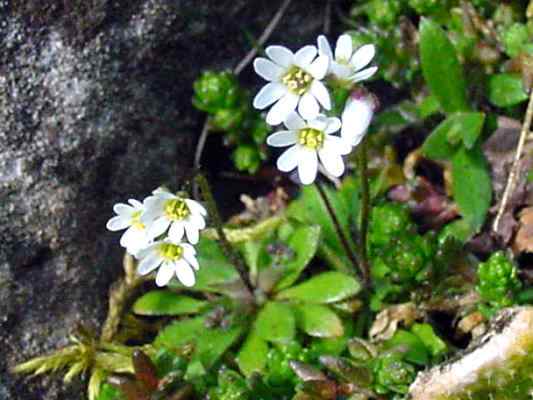 Hungerblümchen bei Altmannstein im Altmühltal