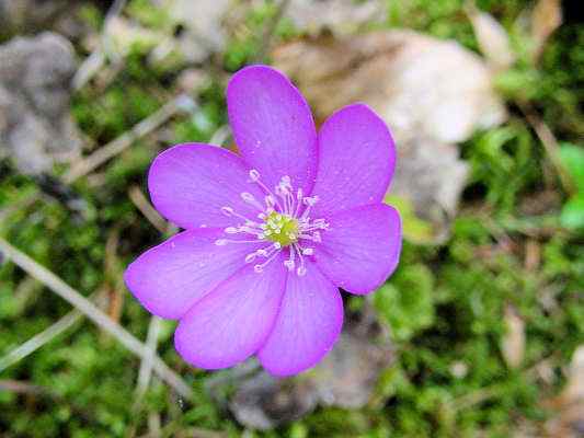 Leberblümchen im Altmühltal