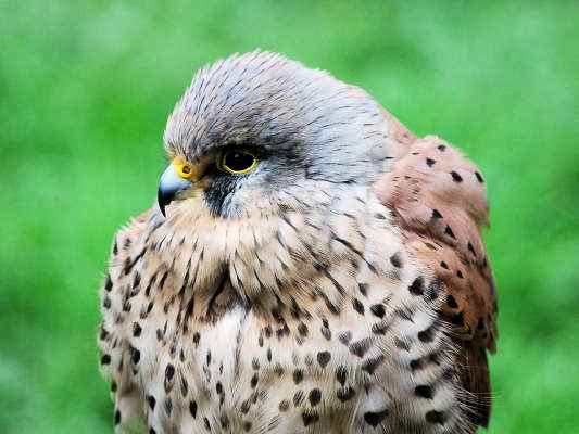 Turmfalke bei Riedenburg im Altmühltal