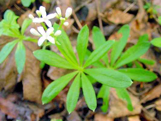 Waldmeister bei Riedenburg im Altmühltal