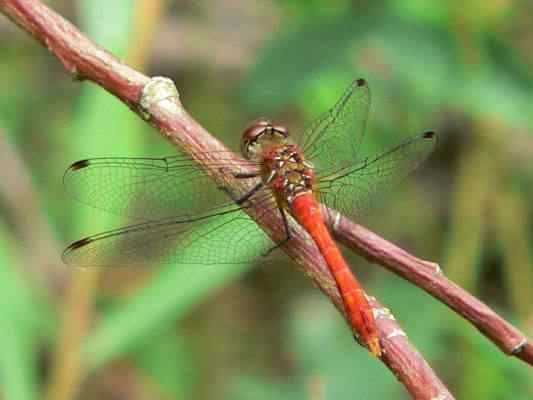 Libellen bei Thalmässing im Naturpark Altmühltal